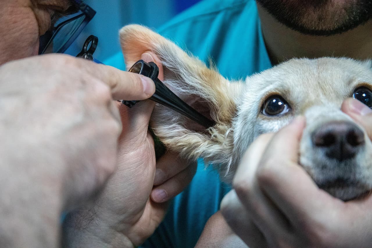 Dog Itch Relief