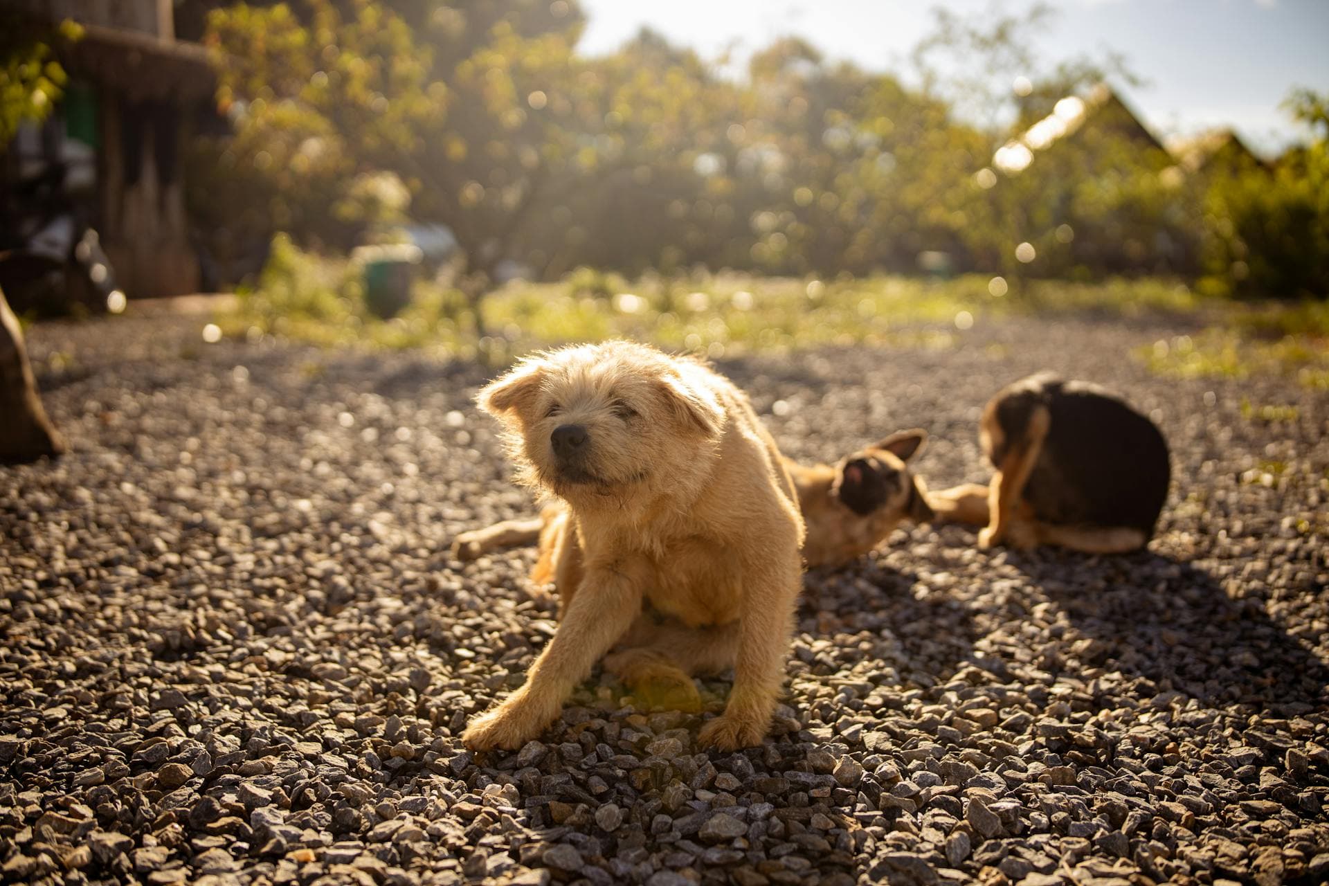 Ultimate Guide to Dog Flea and Tick Prevention