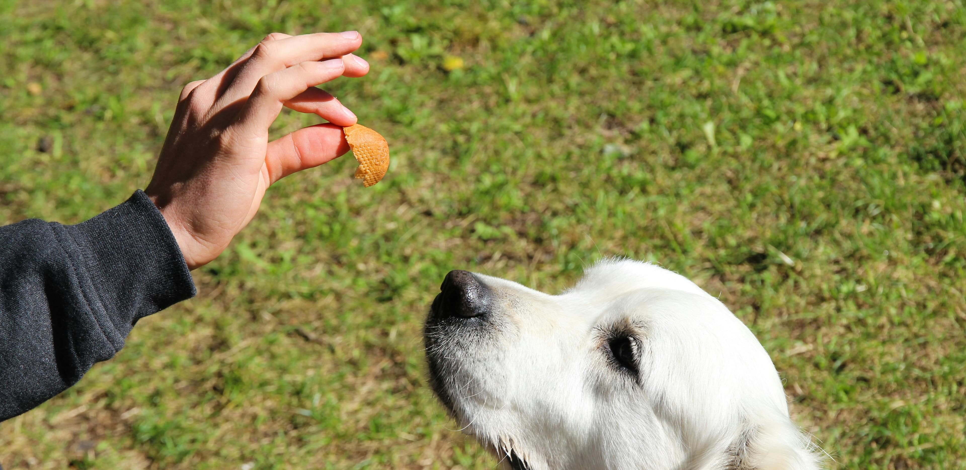 Best Dog Training Treats