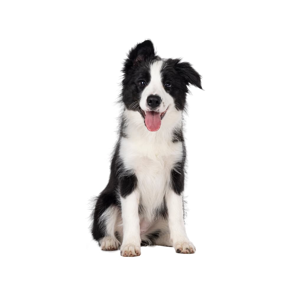 Collie (Rough and Smooth)