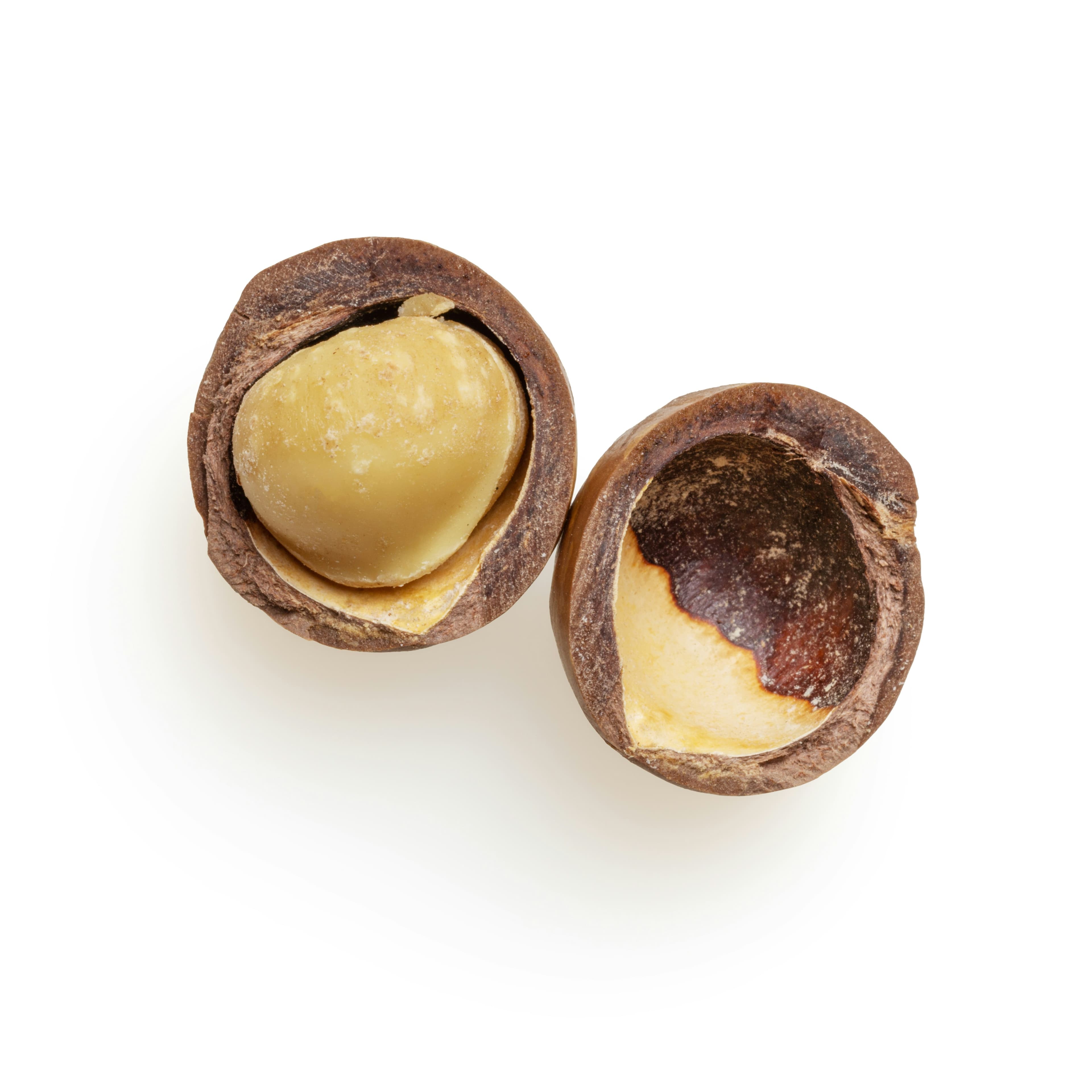 Can Dogs Eat Macadamia Nuts?