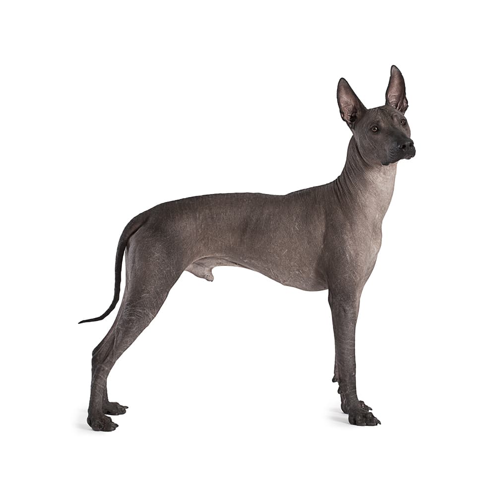 Xoloitzcuintle (Toy, Miniature and Standard)