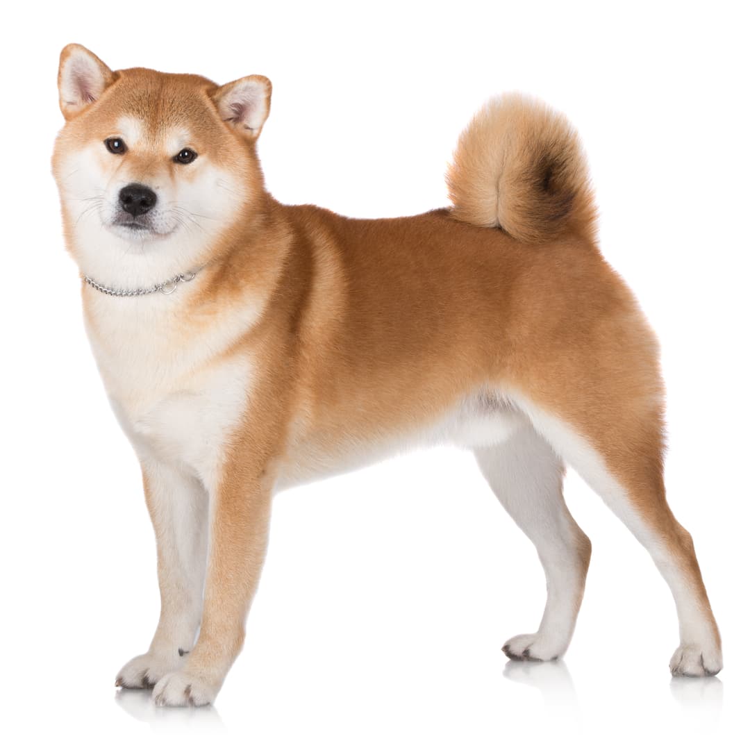 Akita (Japanese and American)