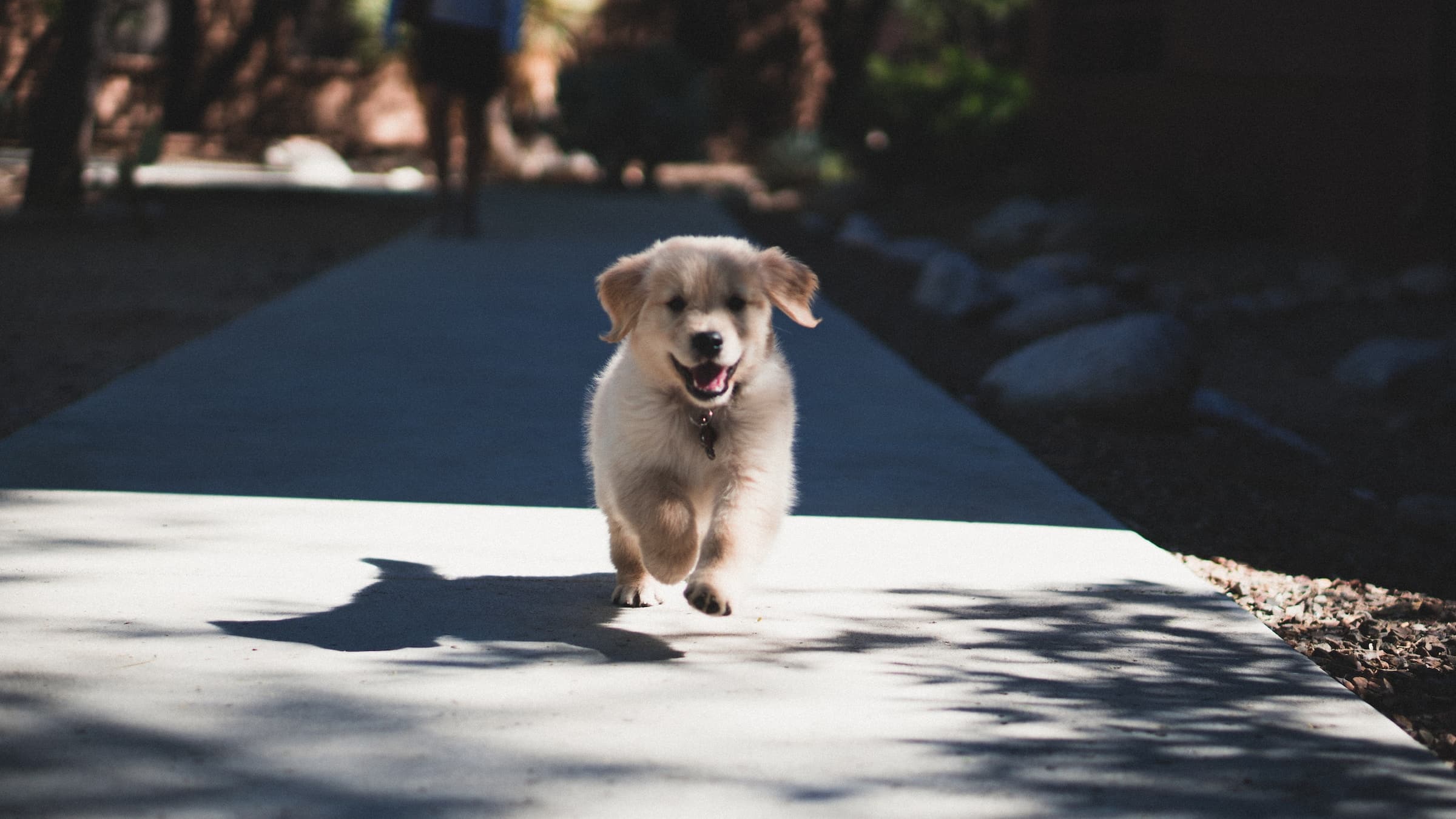 Can Puppies Eat Adult Dog Food?