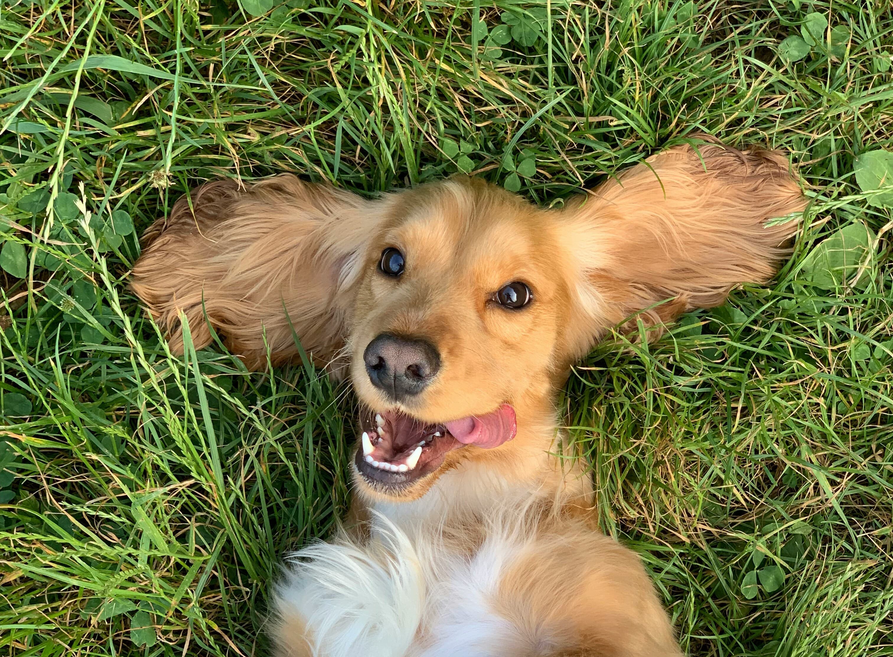 Home Remedies for Dog Diarrhea