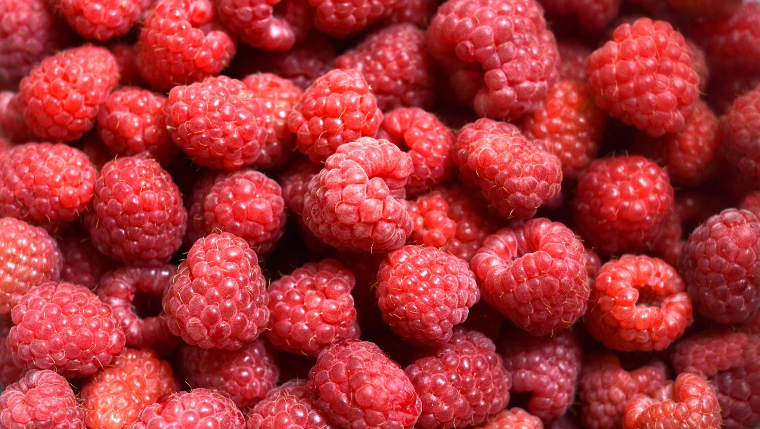 Can Dogs Eat Raspberries?
