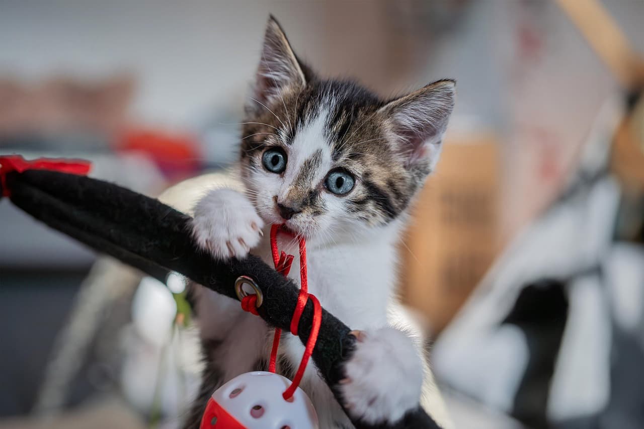 Why Are Cats So Curious?