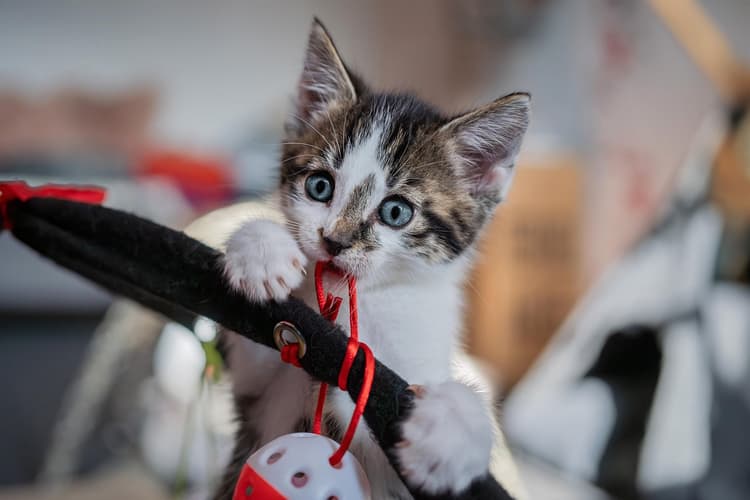 Why Are Cats So Curious?