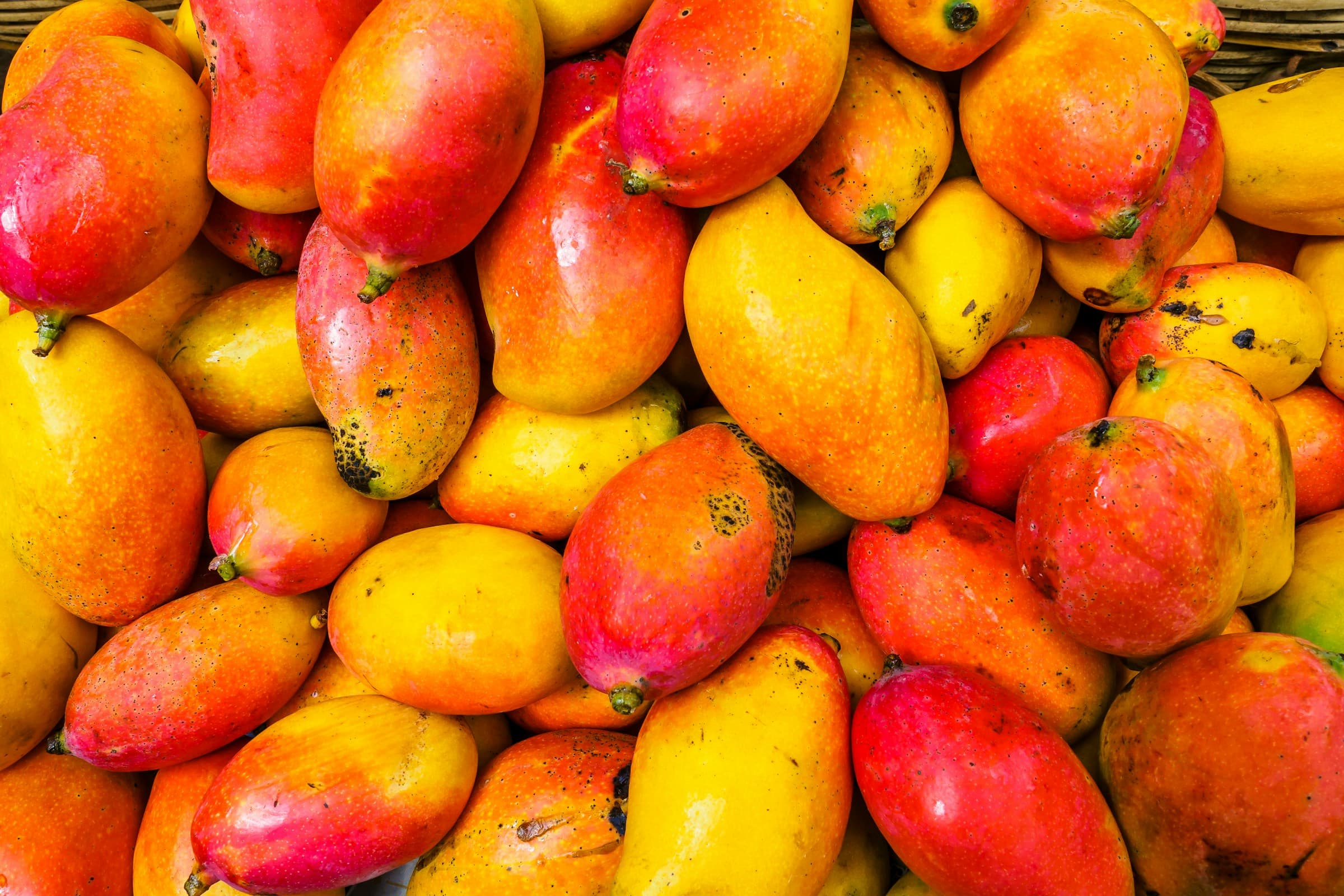 Can Cats Eat Mango?