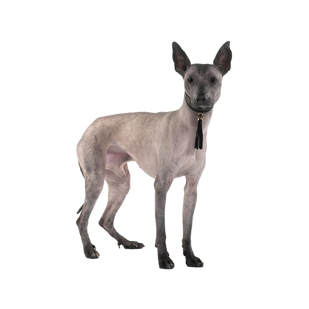 Peruvian Hairless Dog