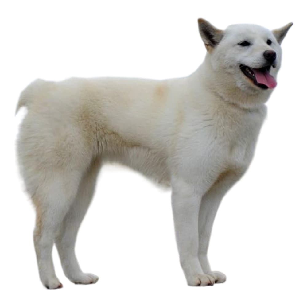 Jindo