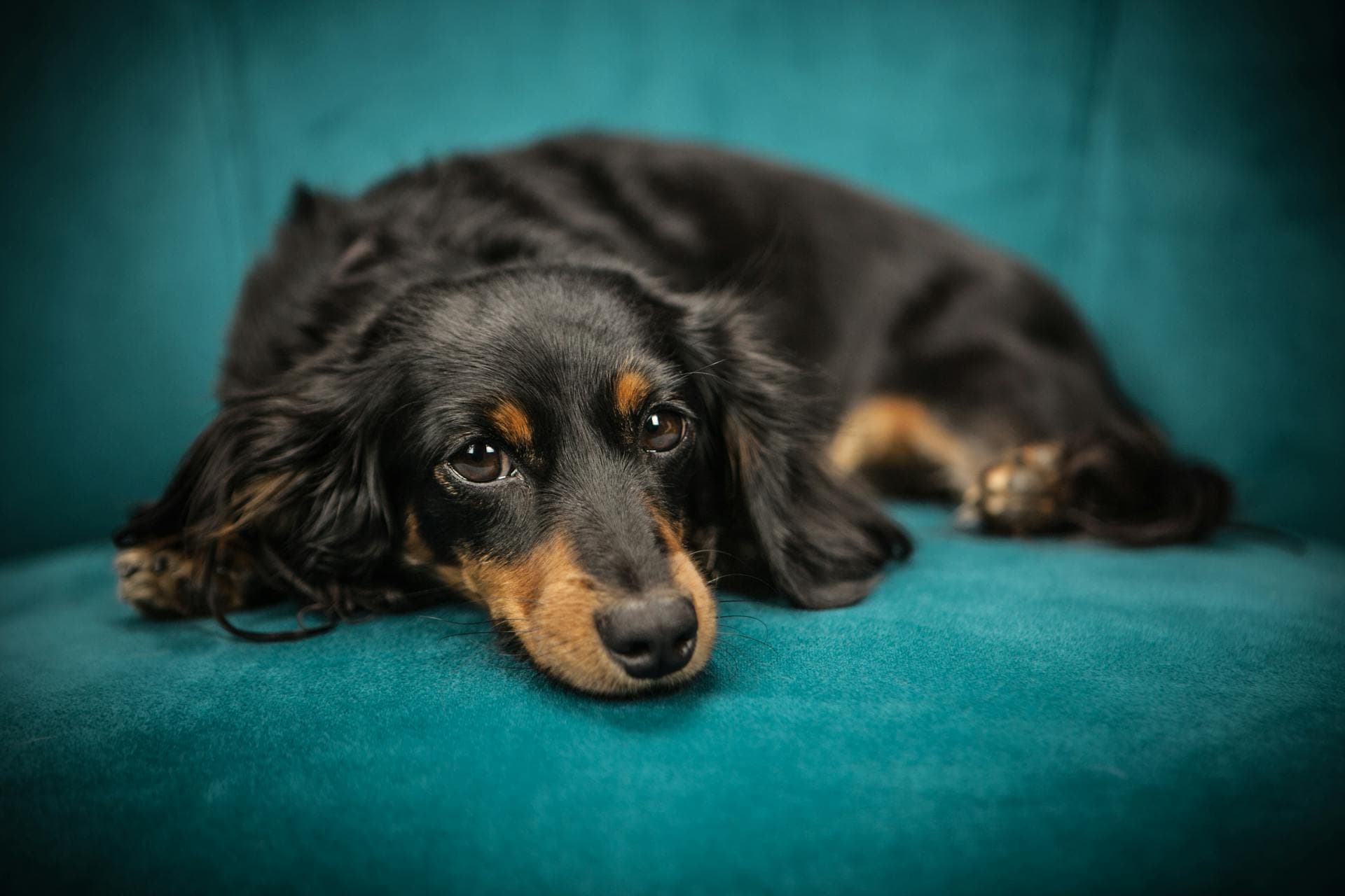 How to Keep Dogs Off the Couch