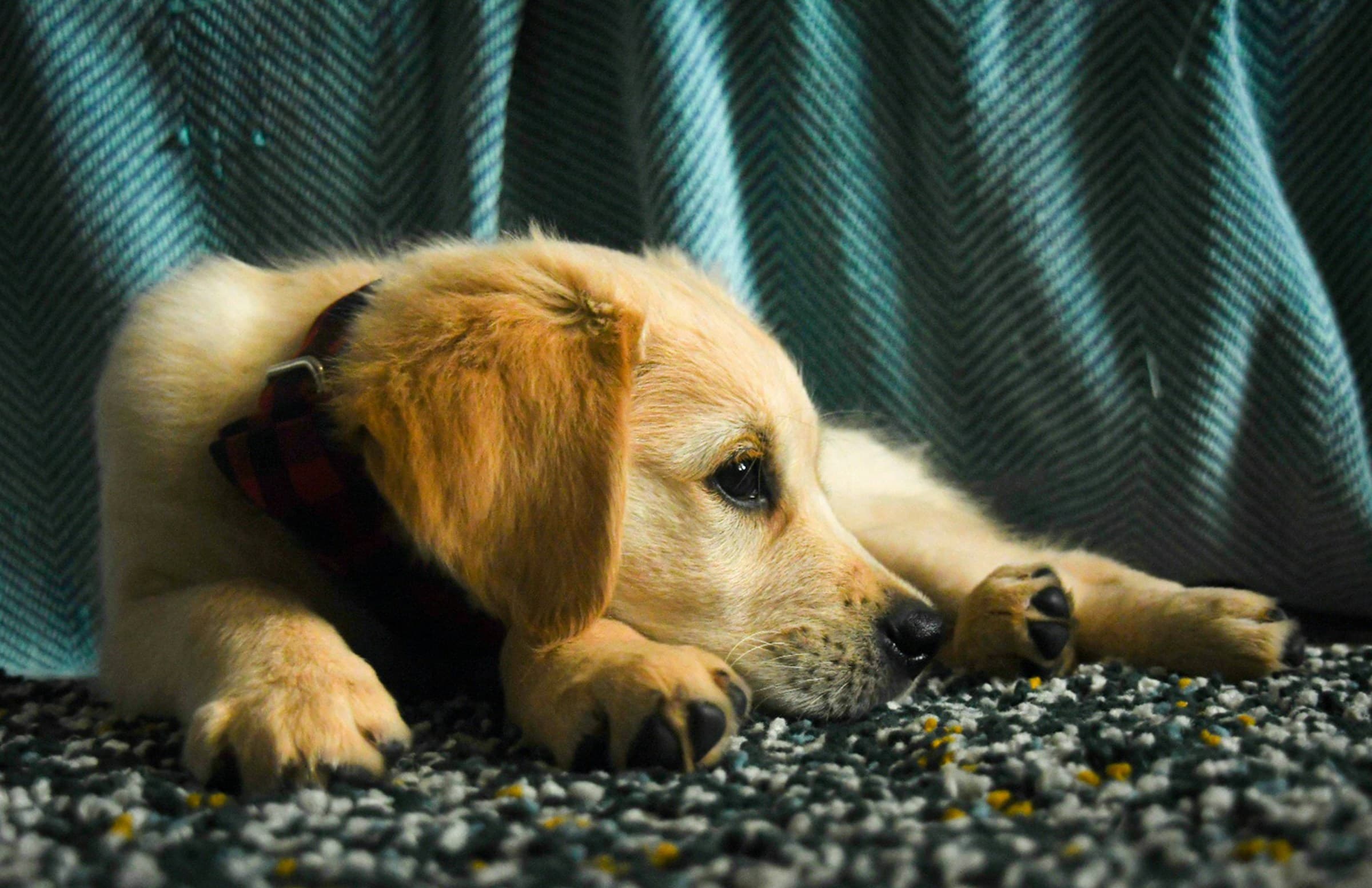 Why Do Dogs Eat Poop?