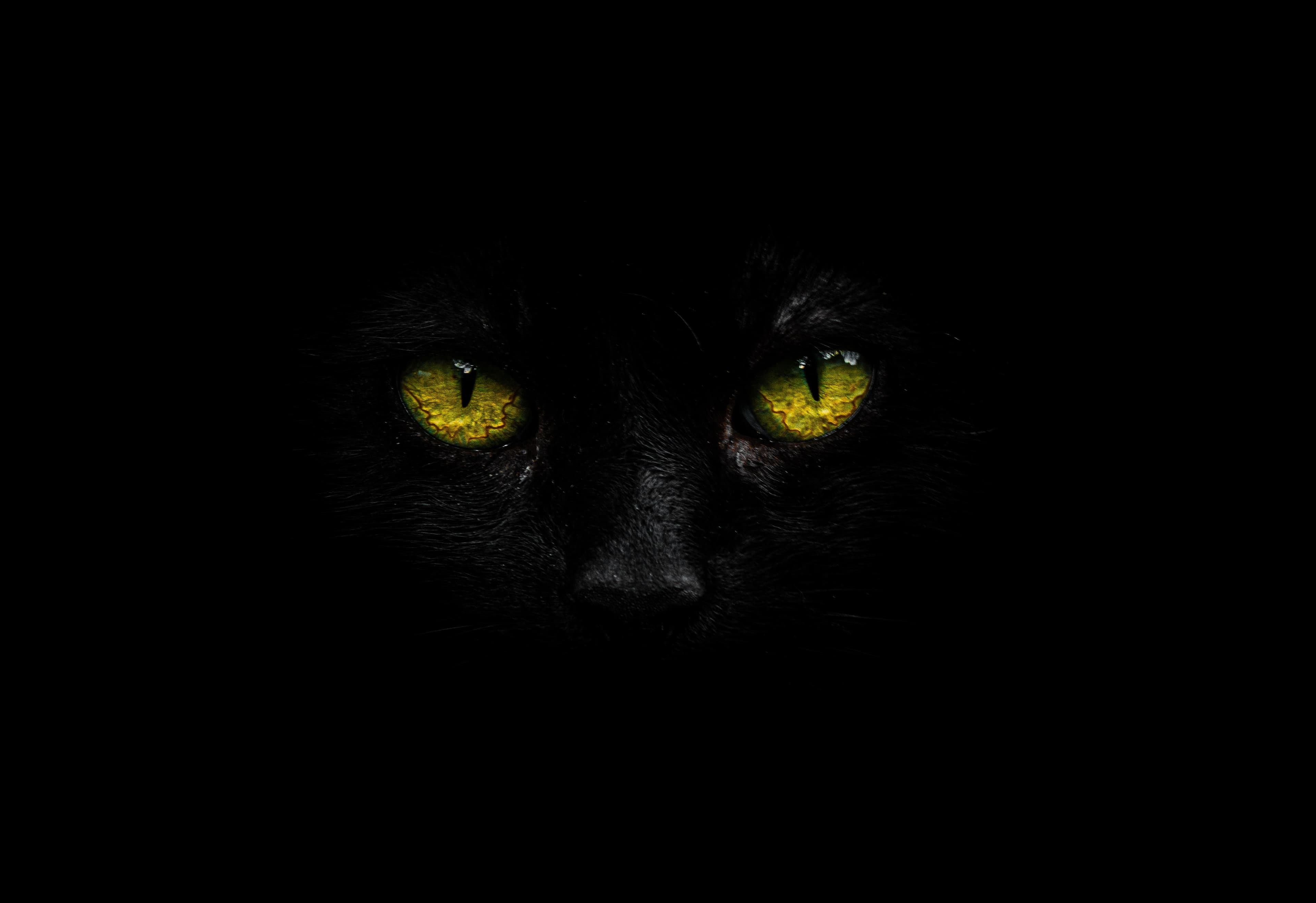 Black Cat Names