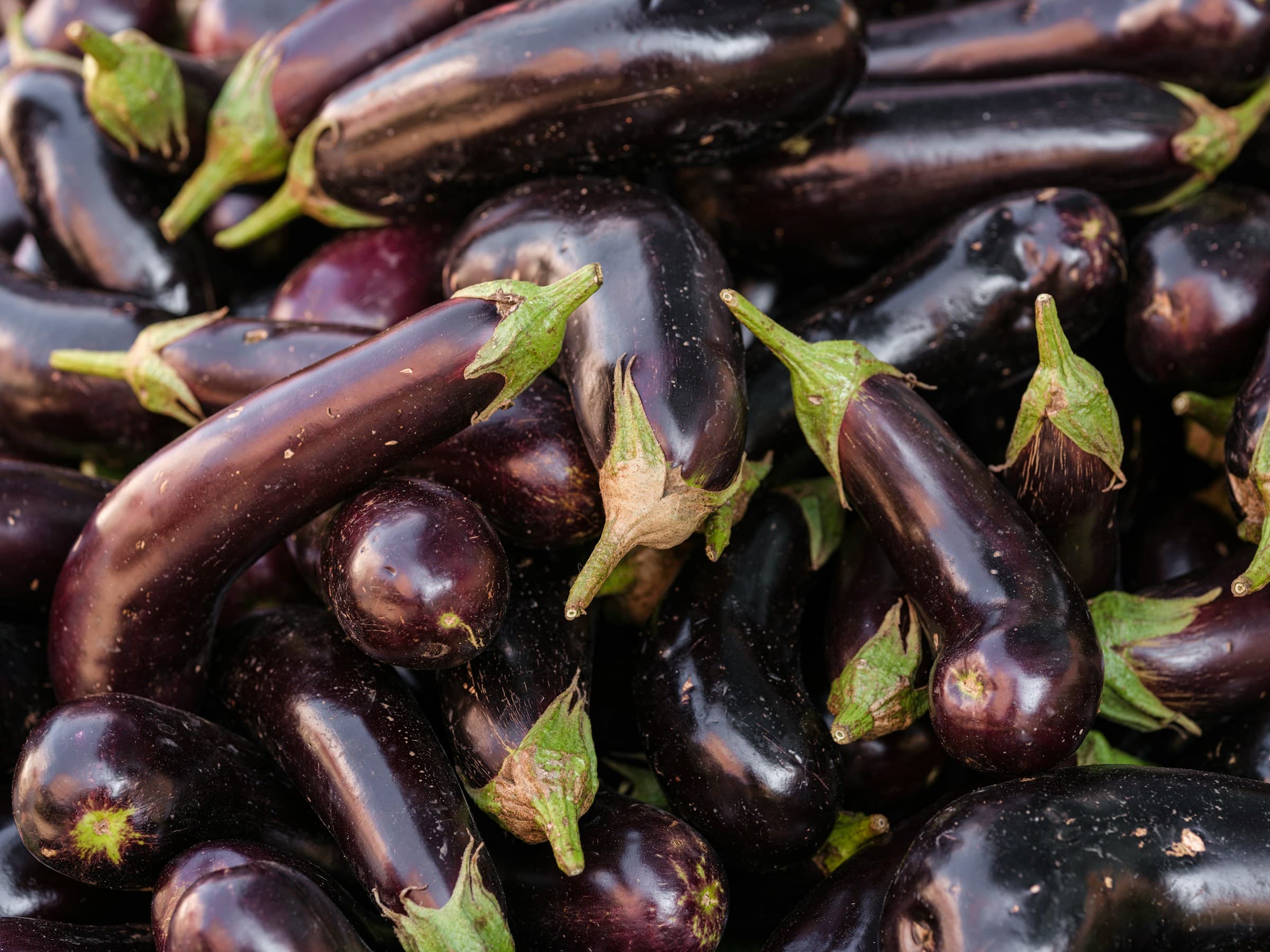 Can Dogs Eat Eggplant?