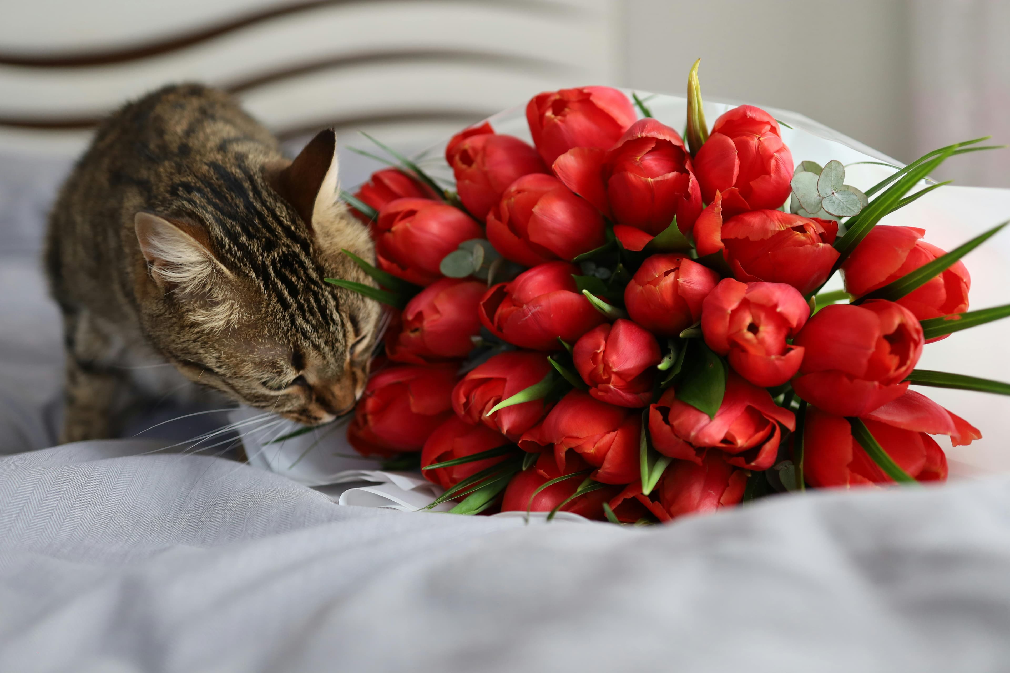 Are Tulips Toxic to Cats?