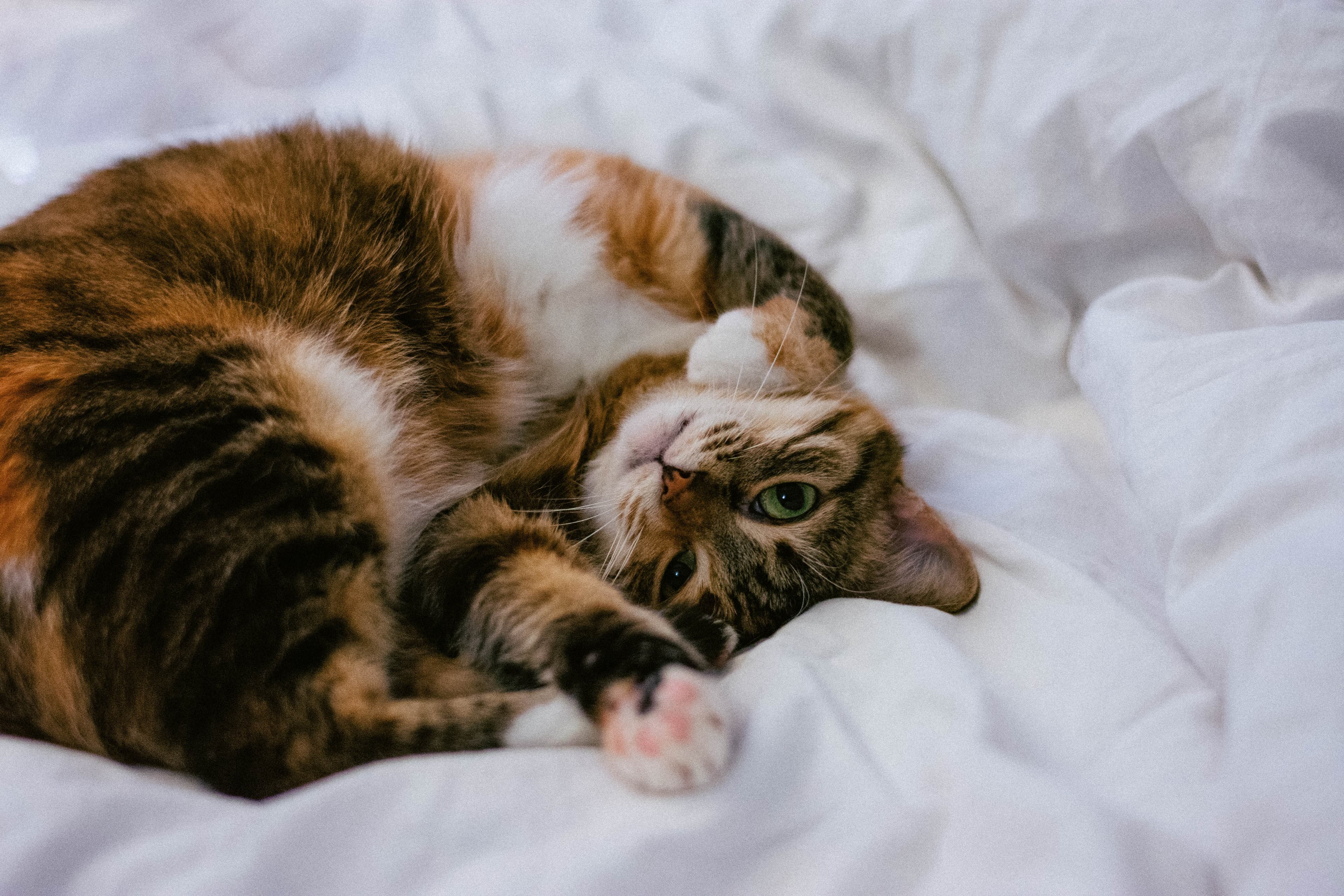 The 9 Most Loving Cat Breeds in the World