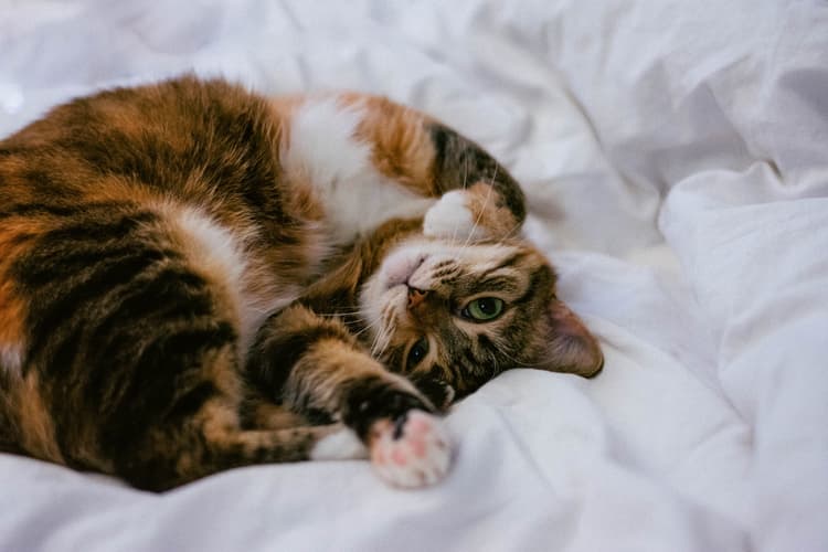 The 9 Most Loving Cat Breeds in the World