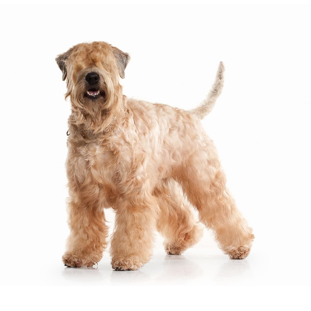 Irish Soft Coated Wheaten Terrier