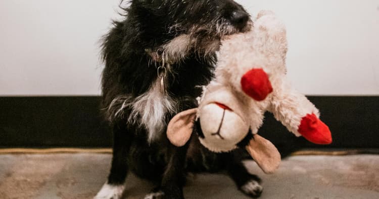 Lamb Chop Dog Toy