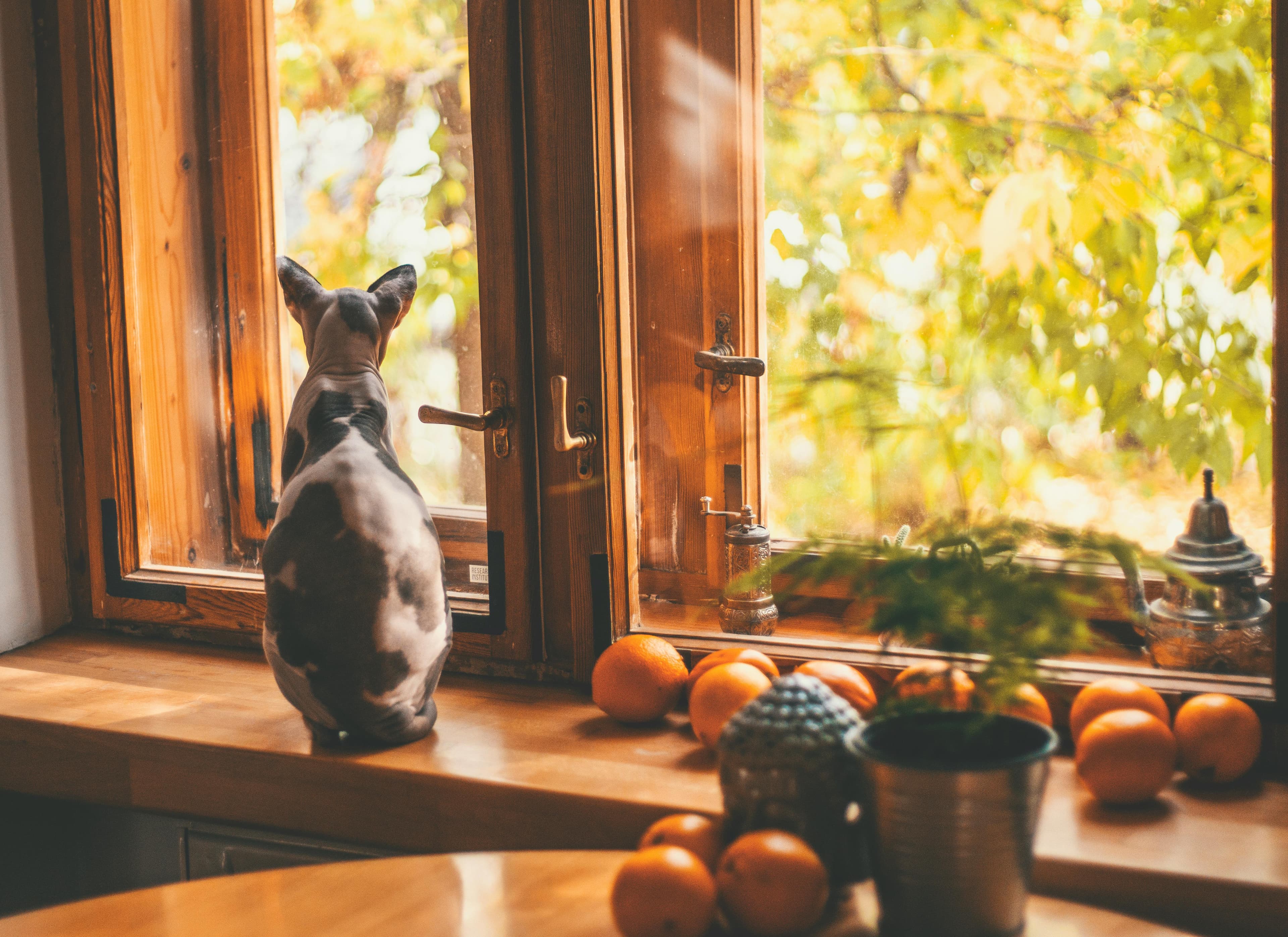 Birdwatching and Bird Videos for Cats