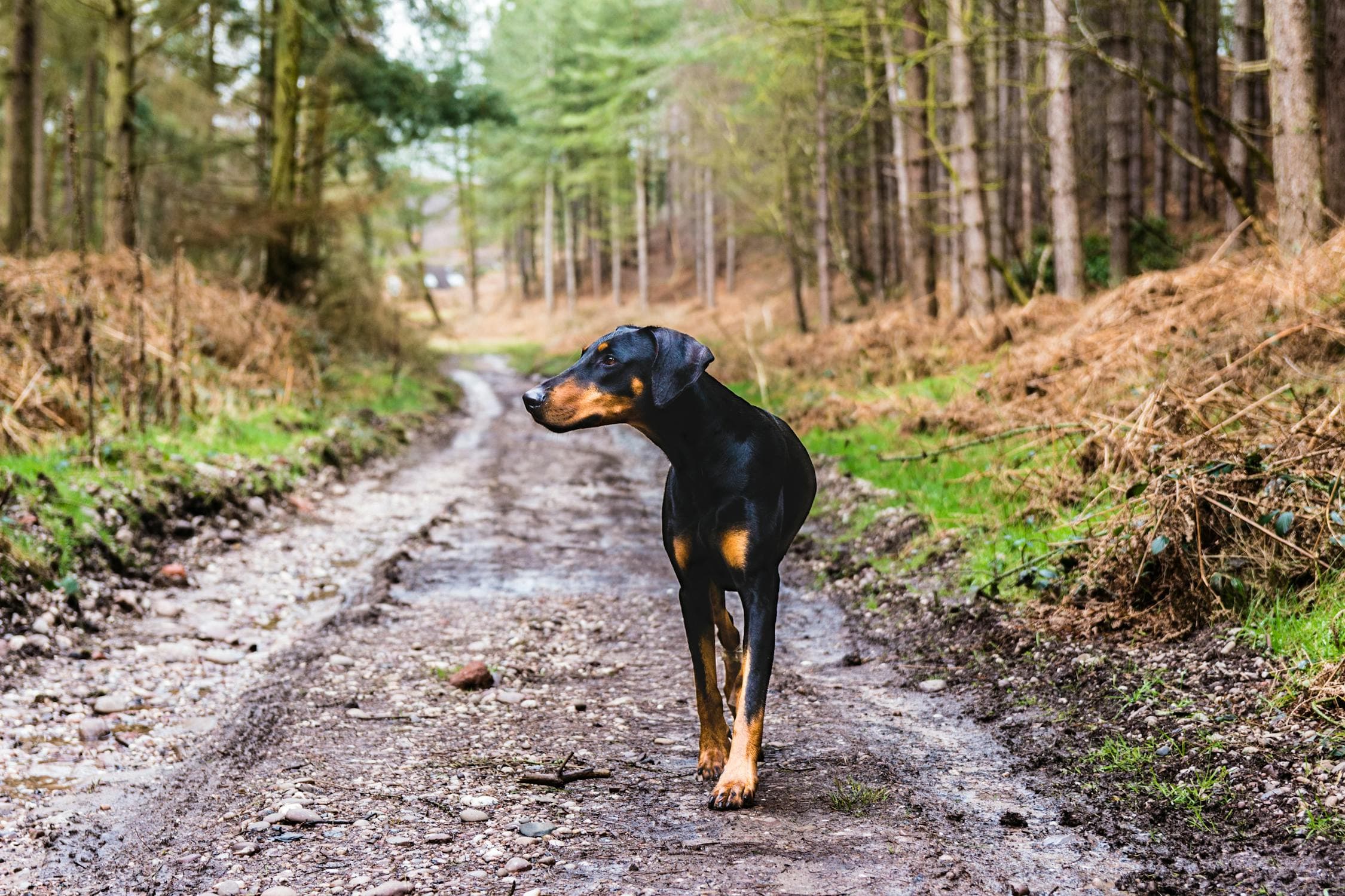 Do Dobermans Shed?