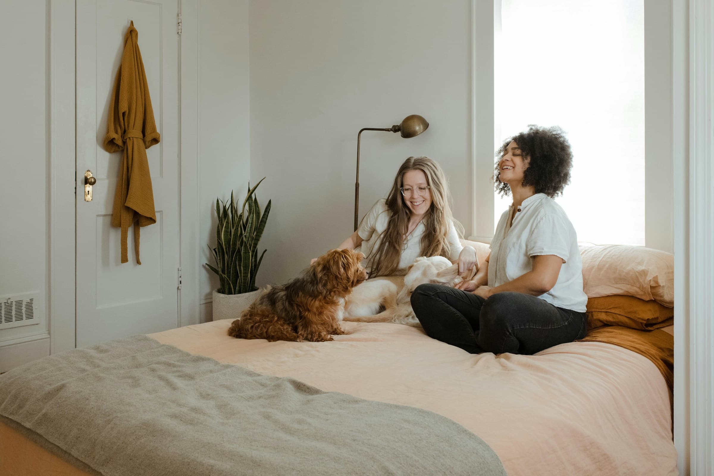 How to Get Rid of Fleas in the House