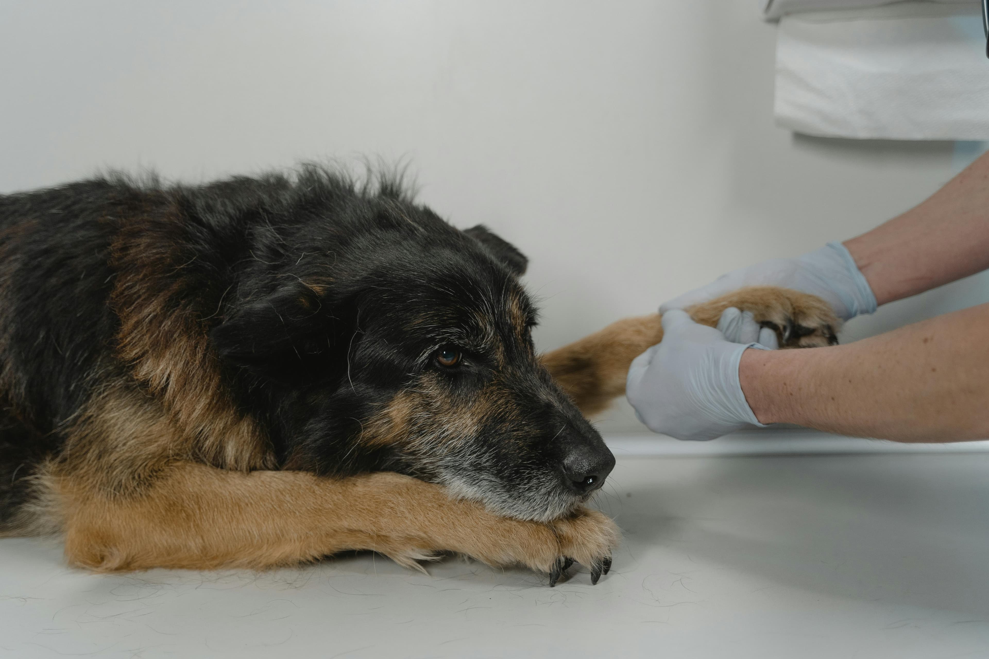 How to Treat a Limping Dog at Home