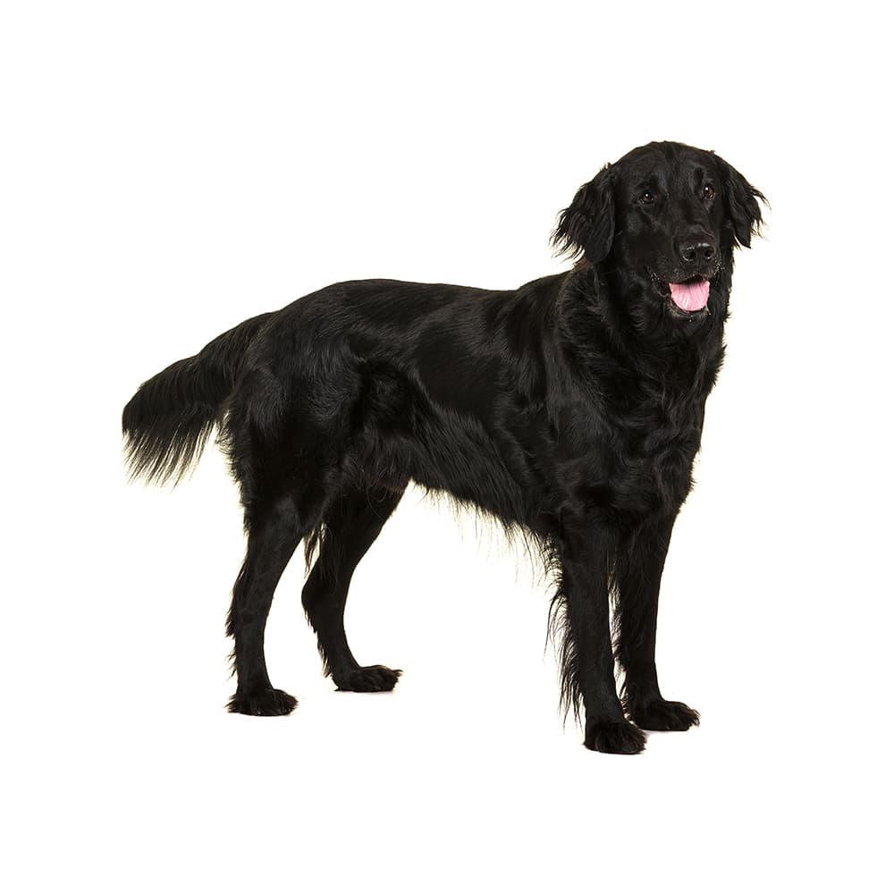 Flat Coated Retriever