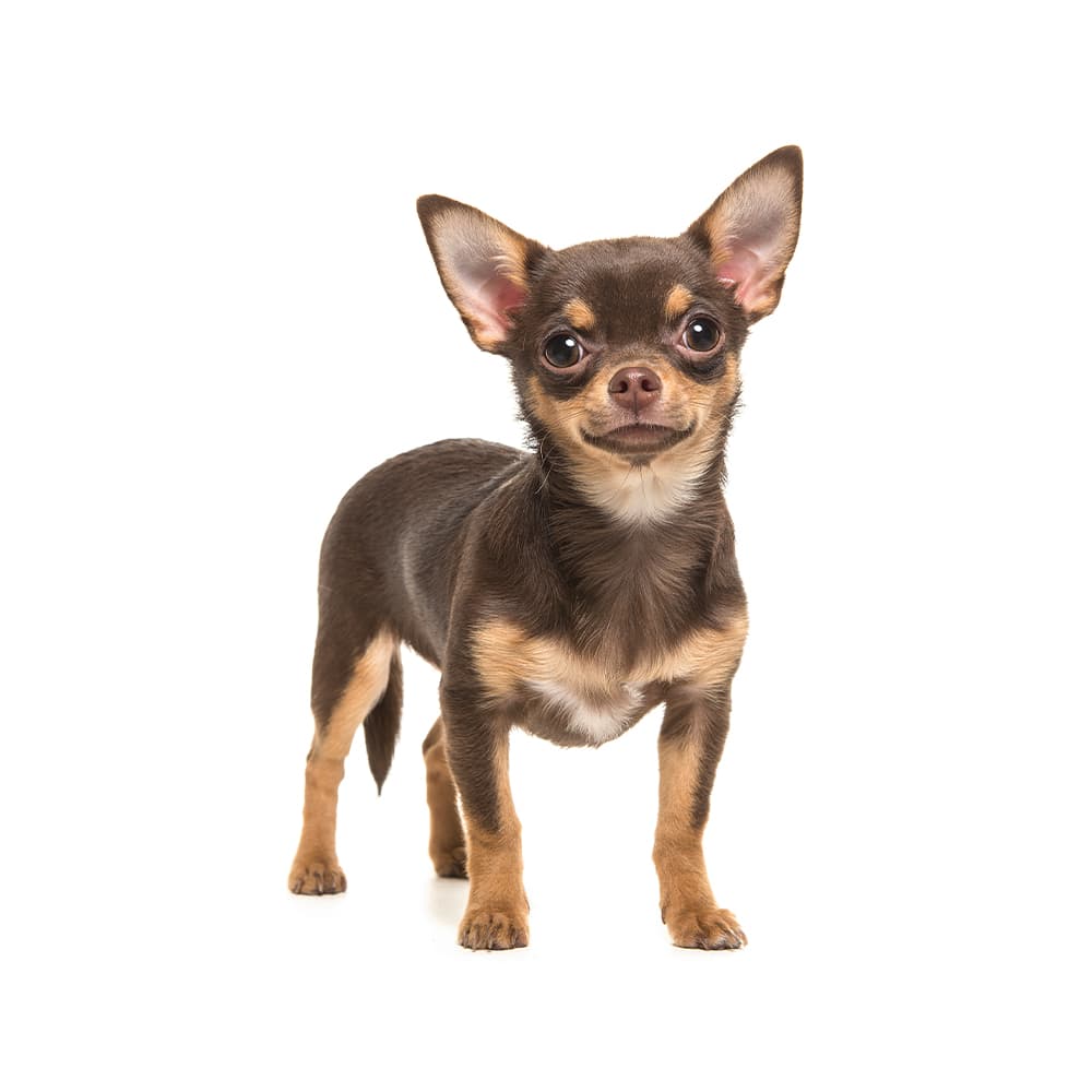 Chihuahua (Smooth Coat and Long Coat)
