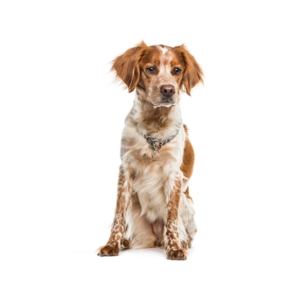 Brittany Spaniel