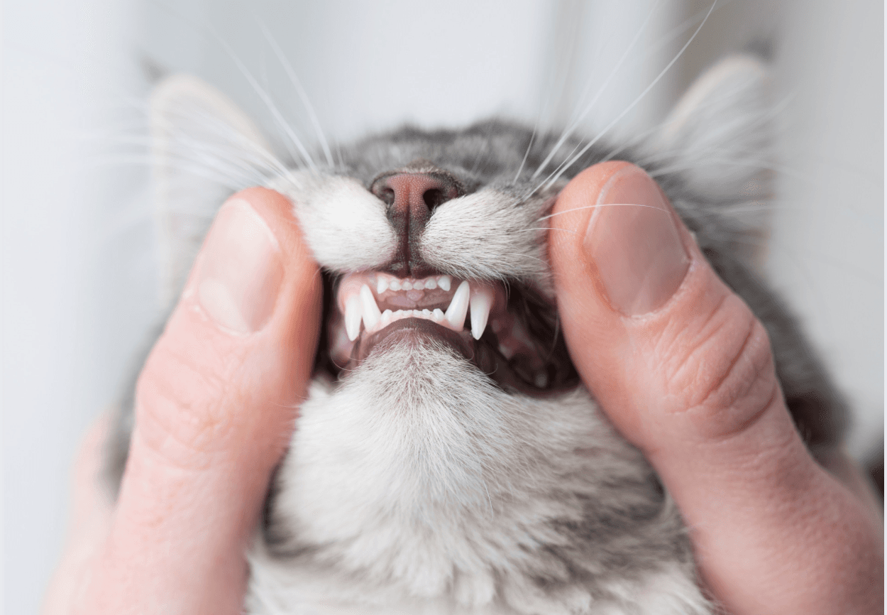 At Home Feline Dental Care - Top "Flip the Lip" Tips