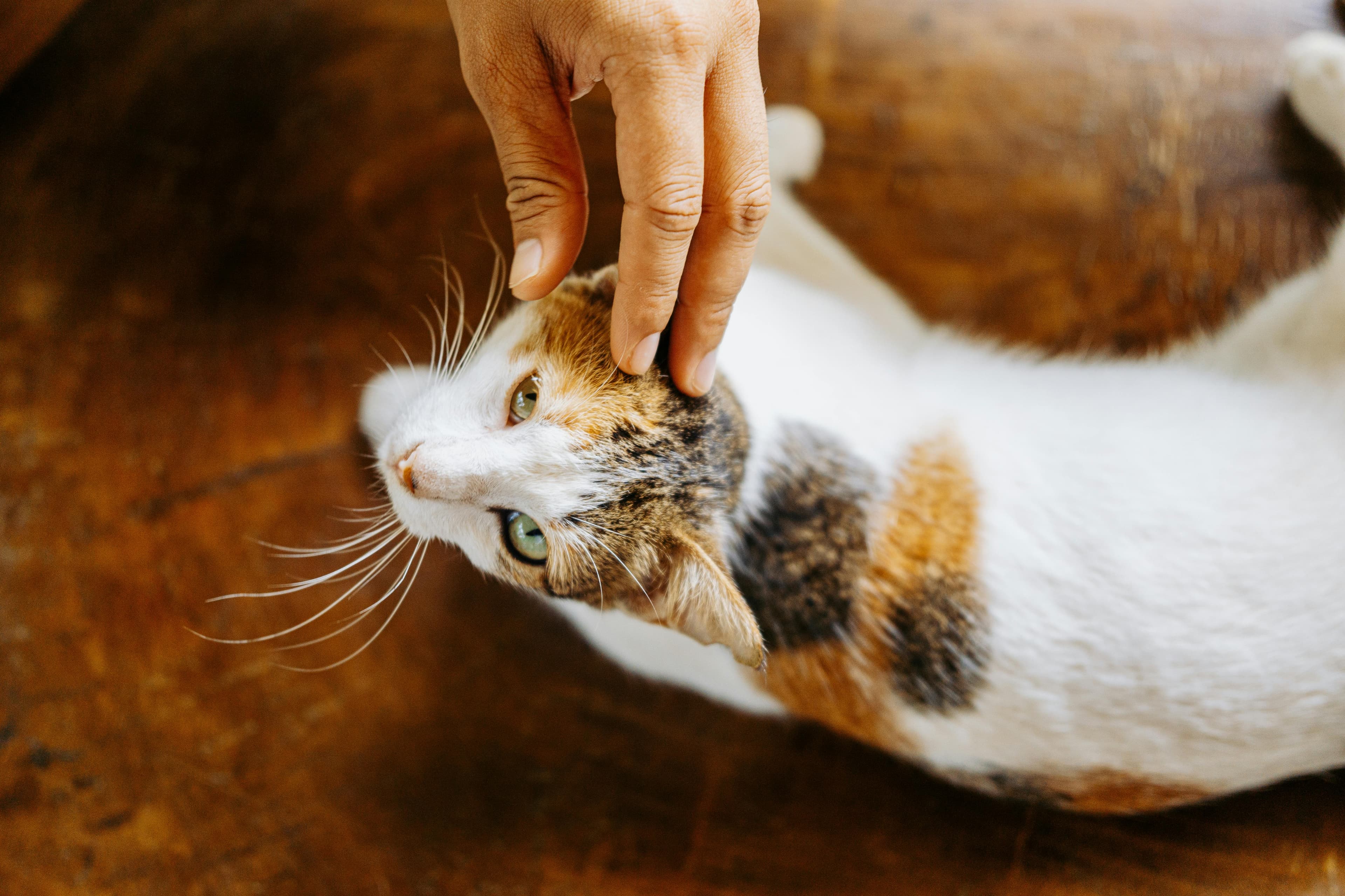 Can Cats Get Sick From Humans?