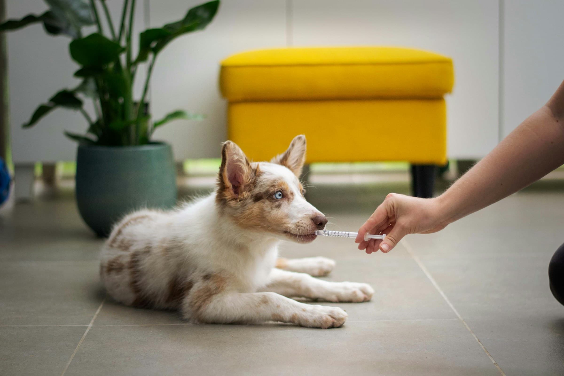 Panacur for Dogs