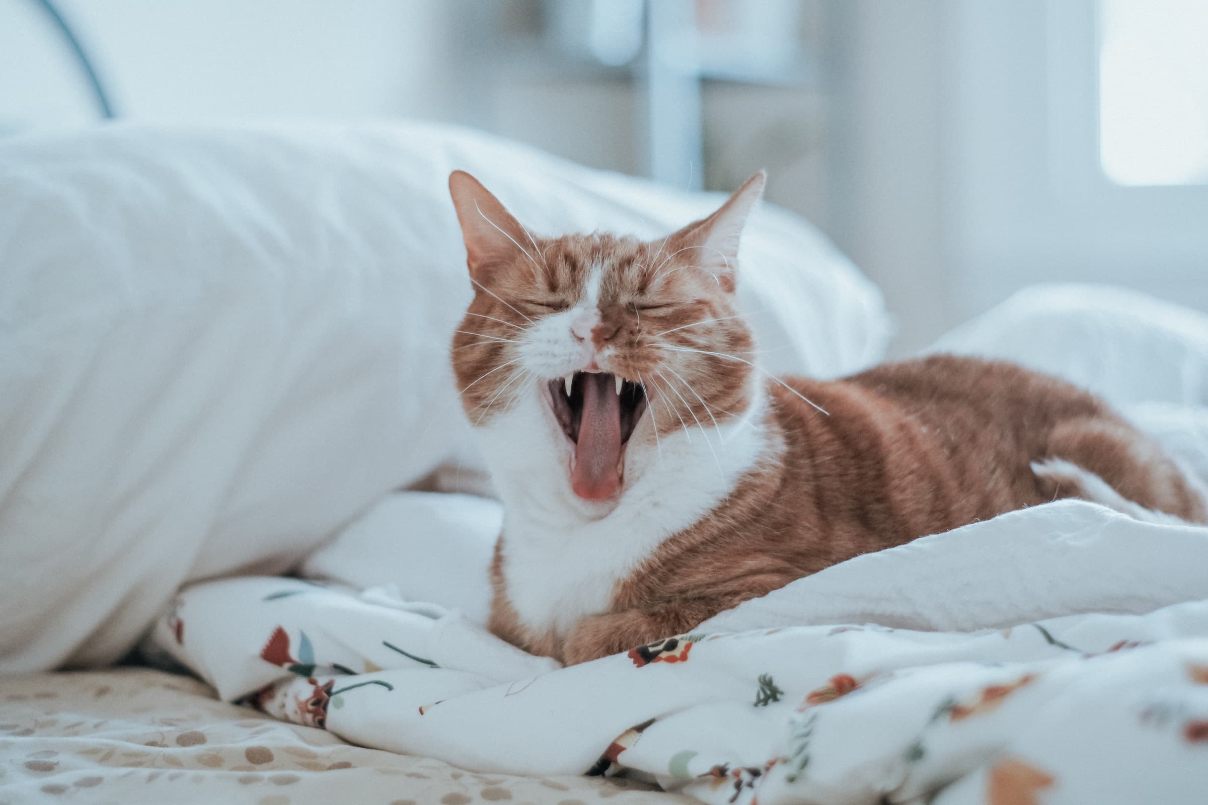 Why Do Cats Stick Their Tongue Out?