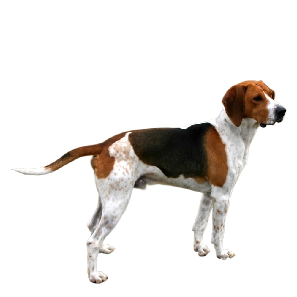 Medium-Sized Anglo-French Hound