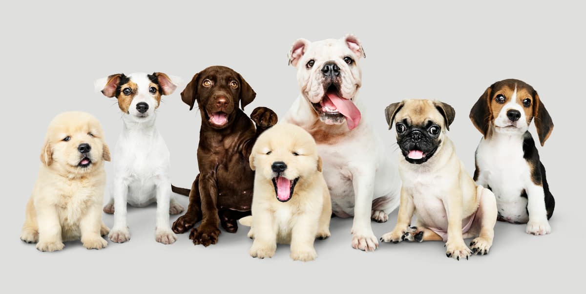 Dog Breed Identifier by Photo
