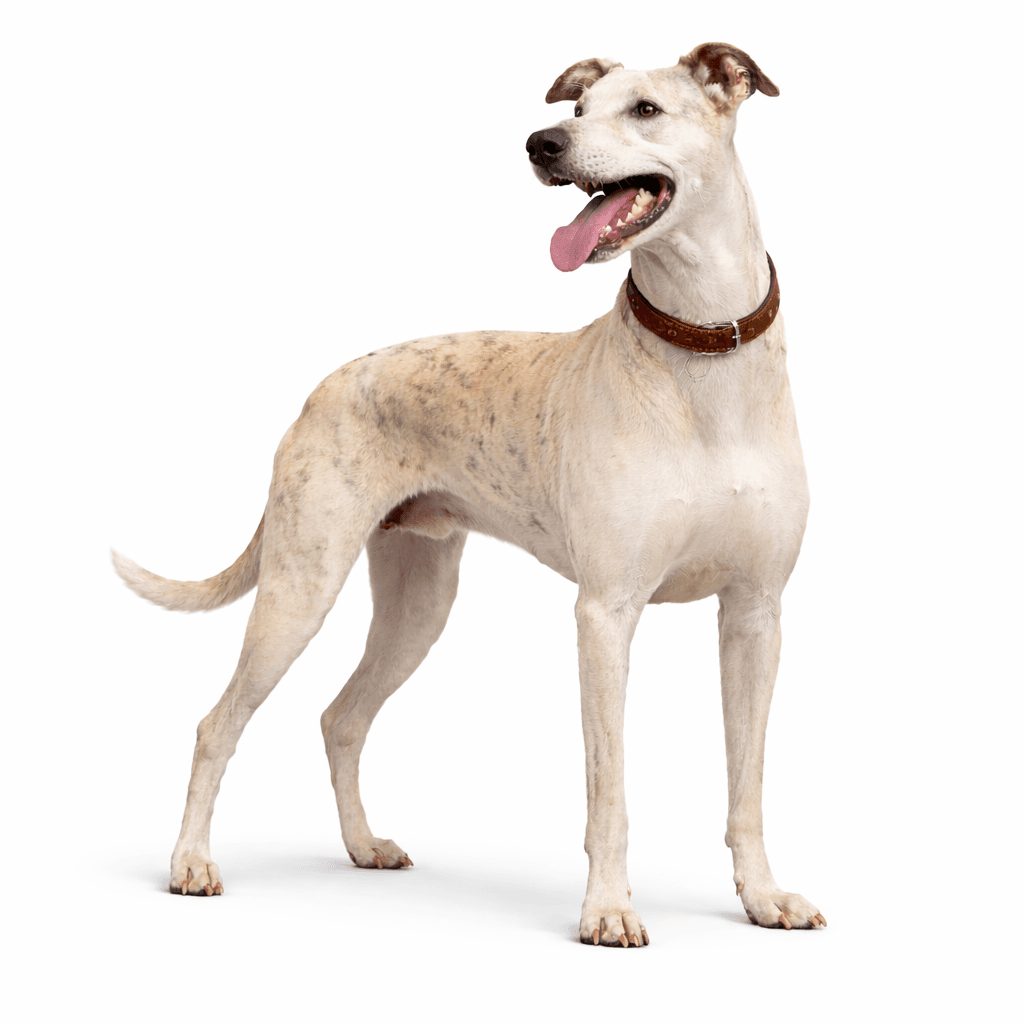 Lurcher Dog Breed
