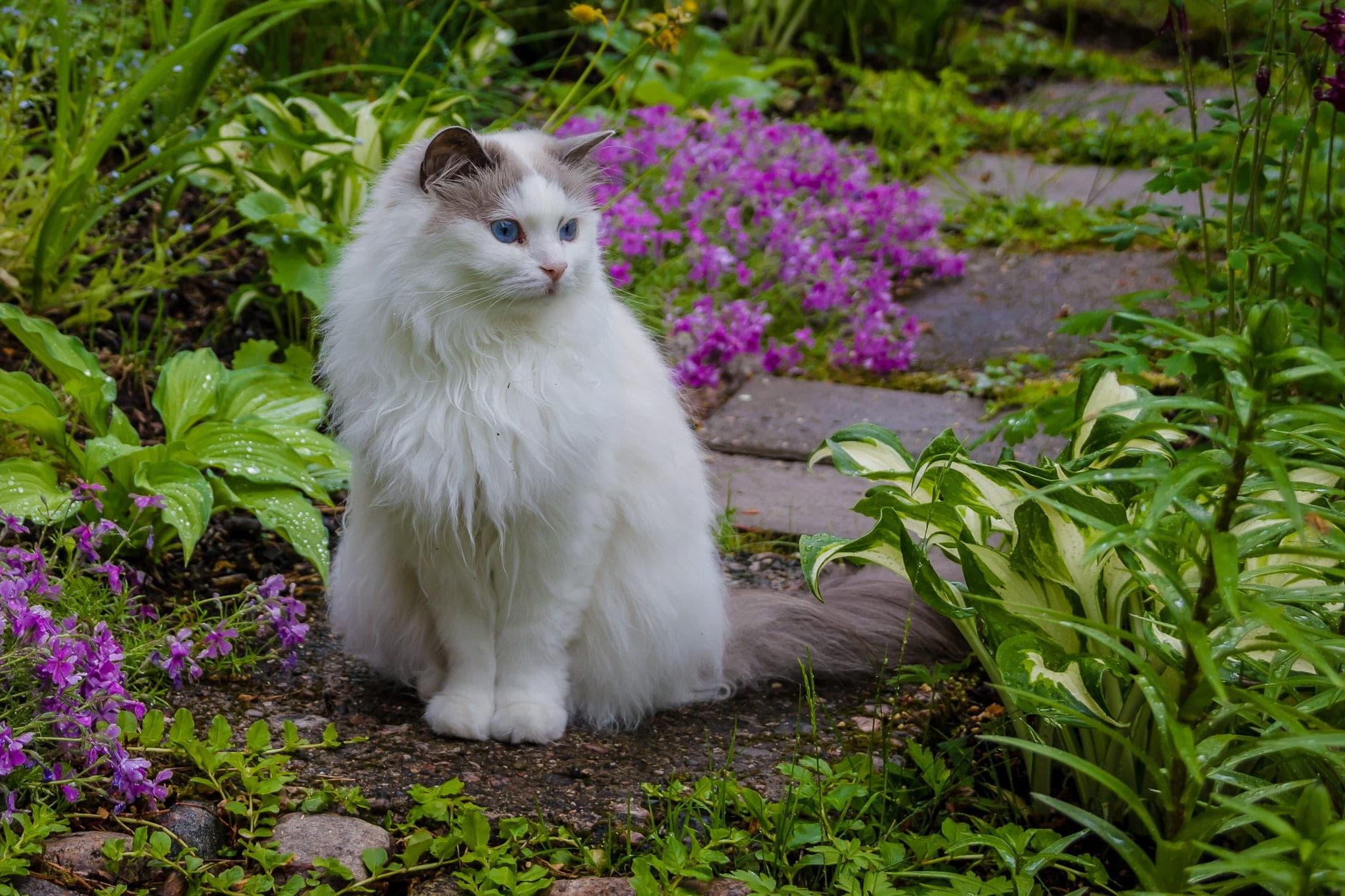 Are Peonies Poisonous to Cats?