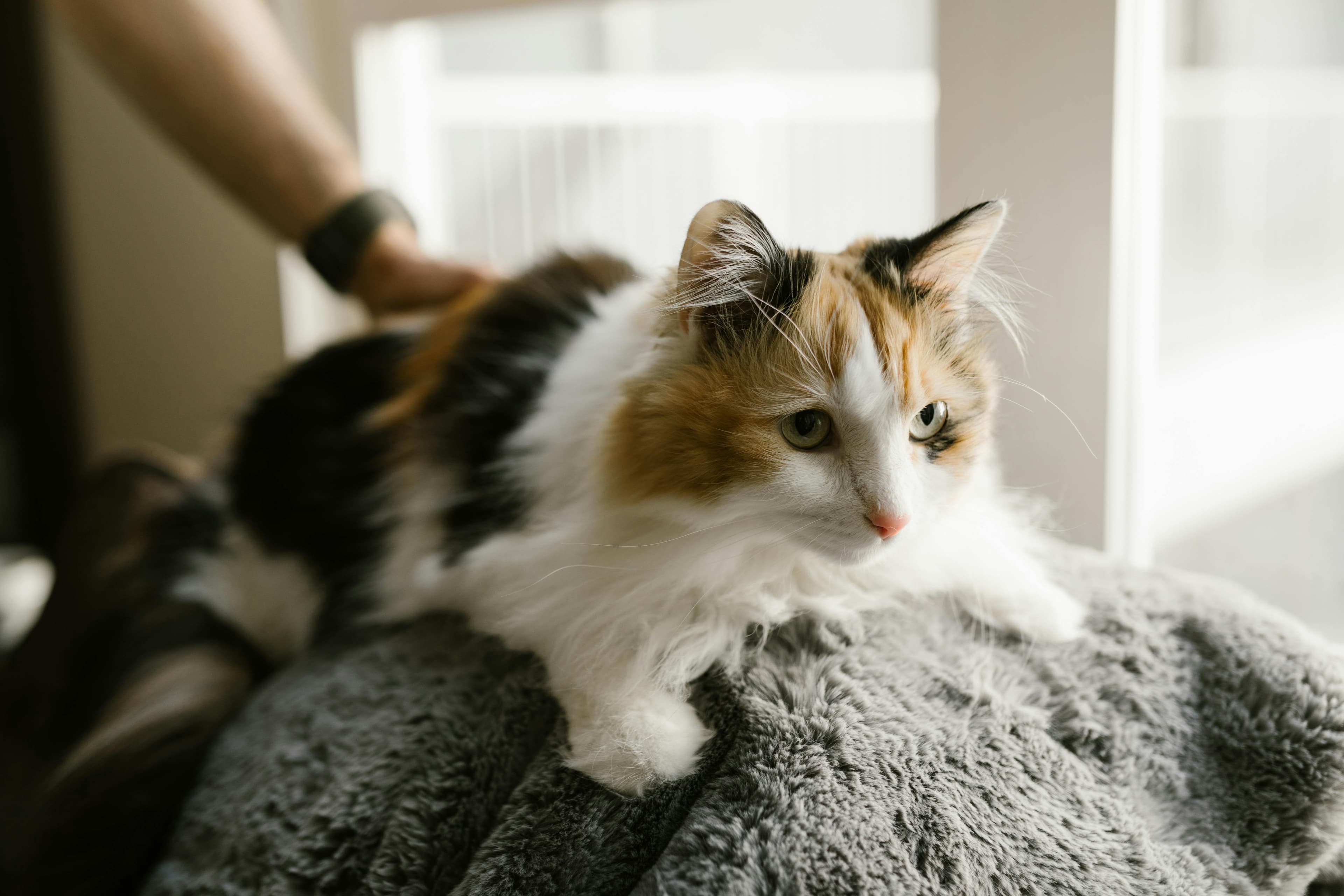 How to Take Care of Cats