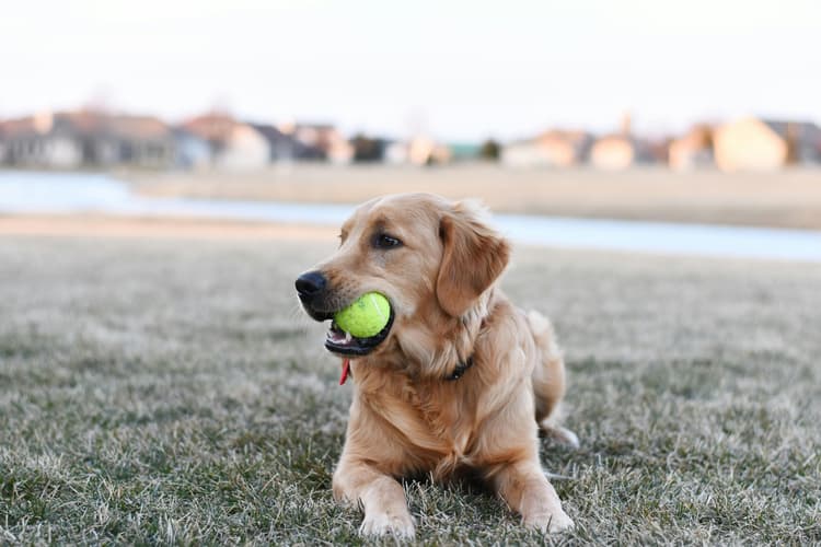 Natural Flea Repellent for Dogs