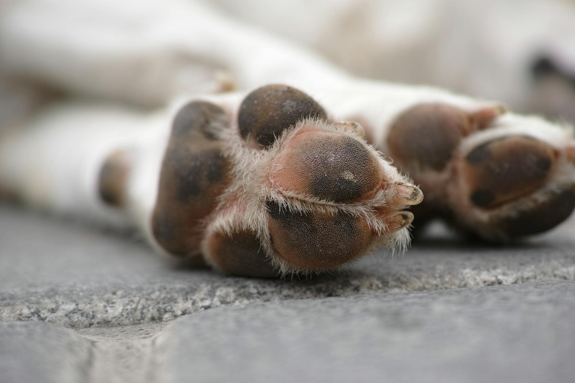 Dog Chewing Paws