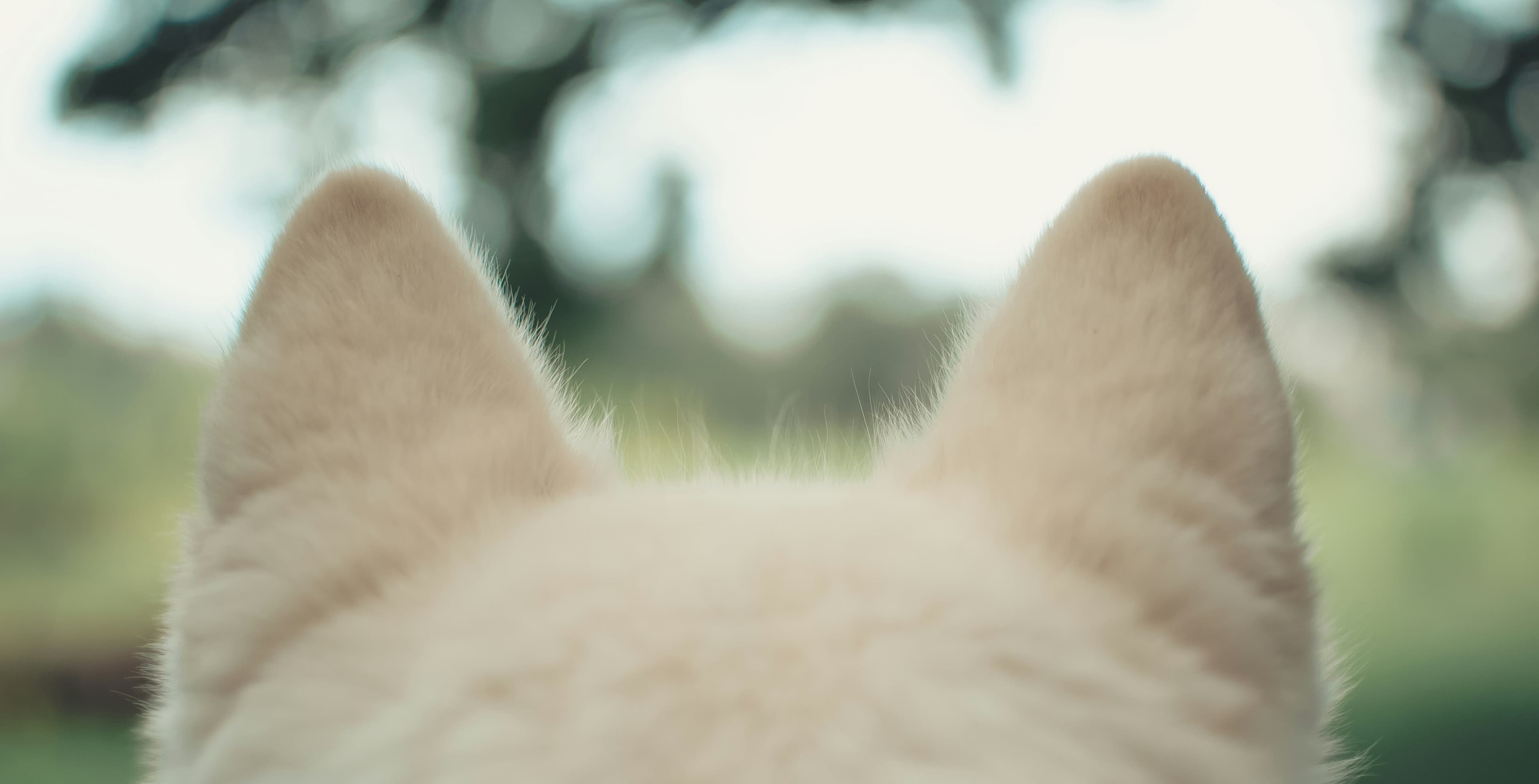 Dog Ear Mites vs. Ear Wax