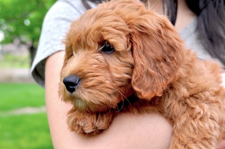 Top 500 Girl Dog Names