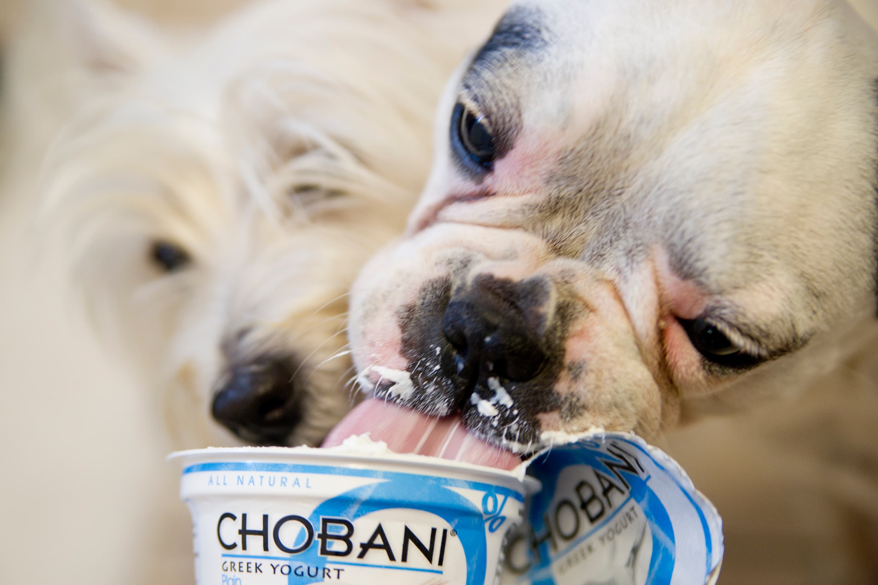 Can Dogs Eat Greek Yogurt?