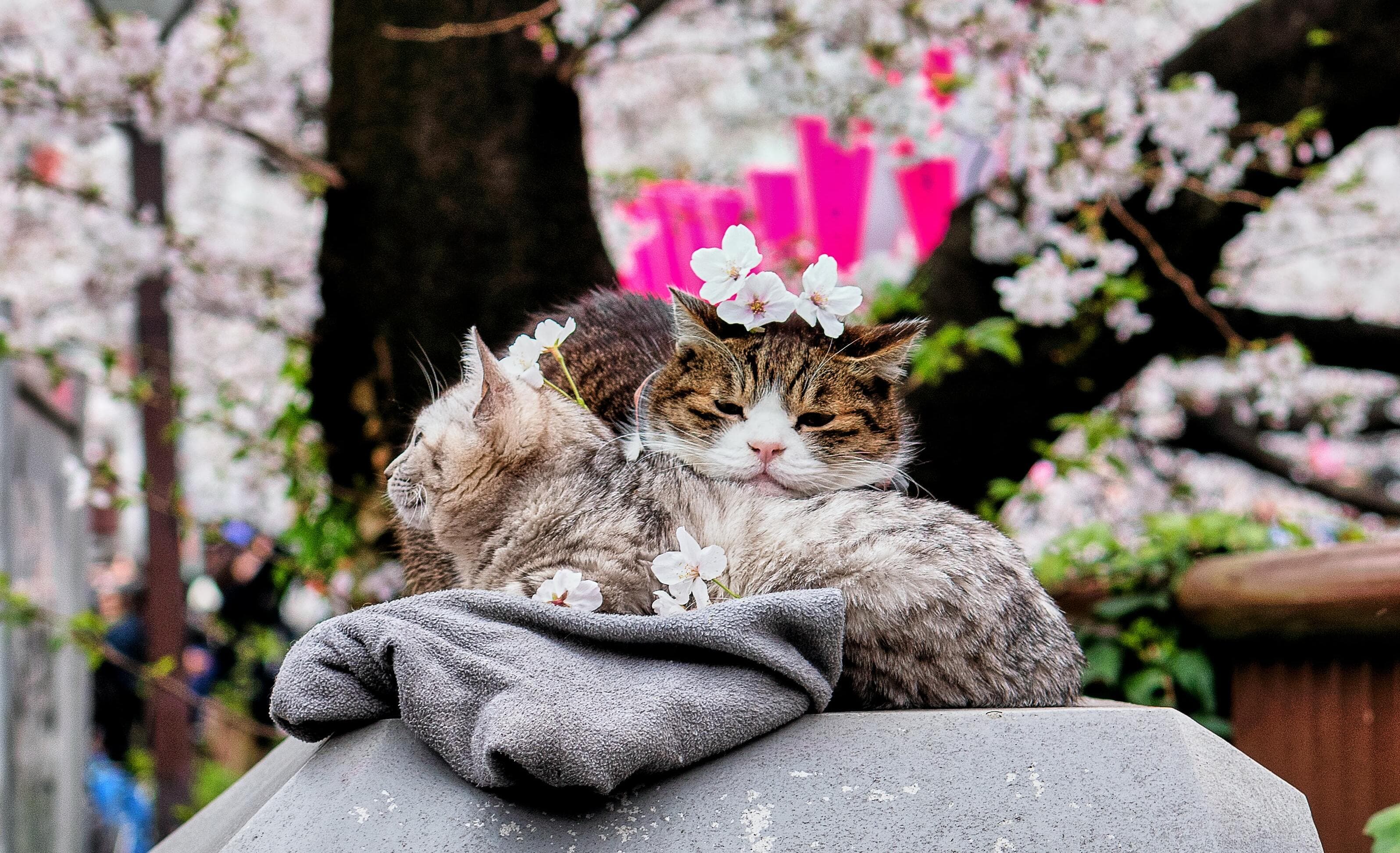 Japanese Cat Names