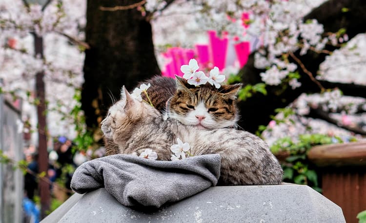 Japanese Cat Names