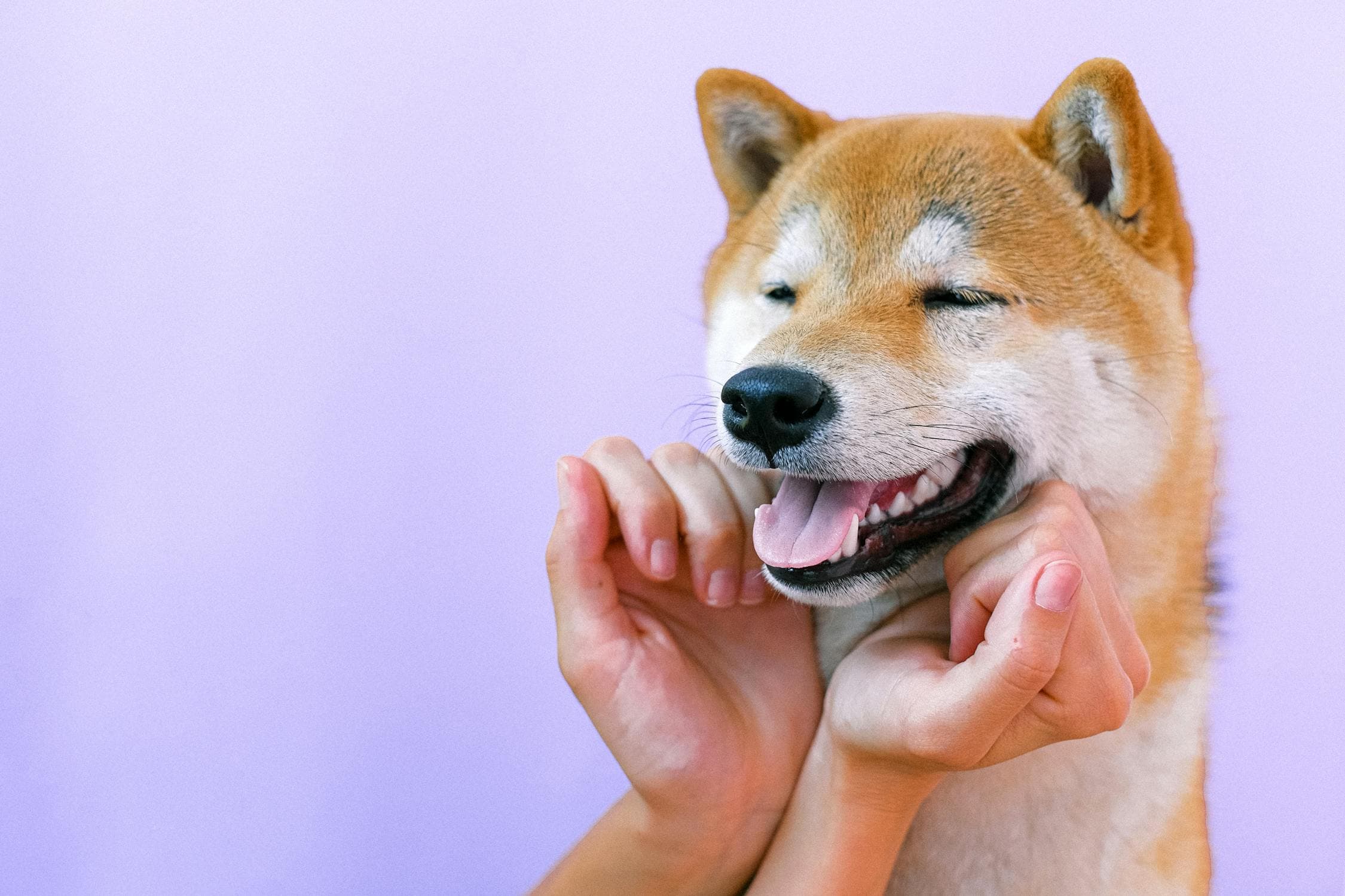 Do Dogs Sweat?