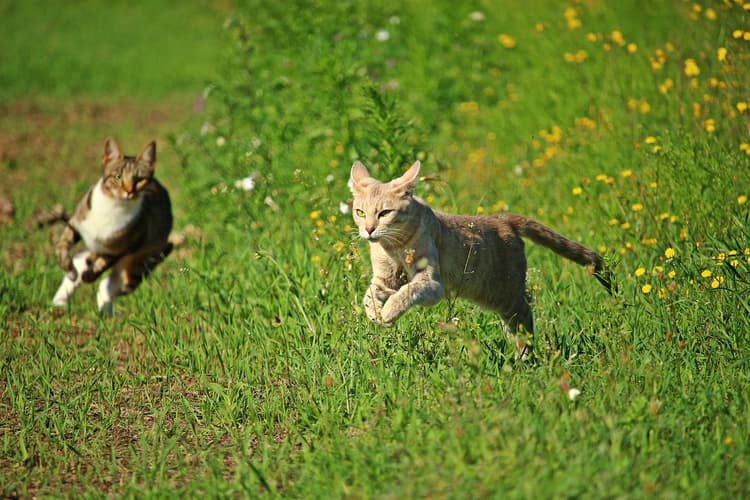 How Fast Can Cats Run?