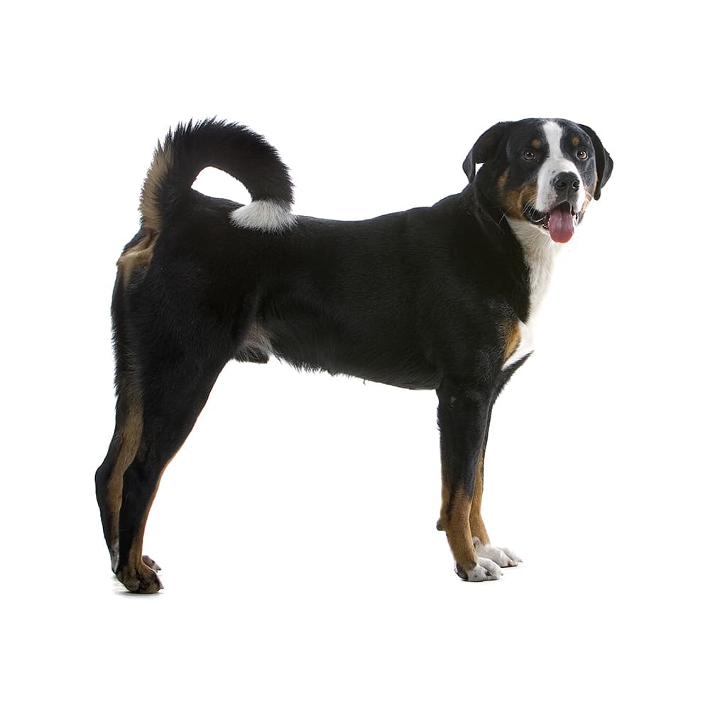 Great Swiss Mountain Dog